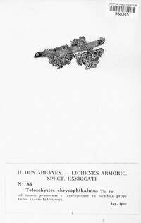 Niorma chrysophthalma image